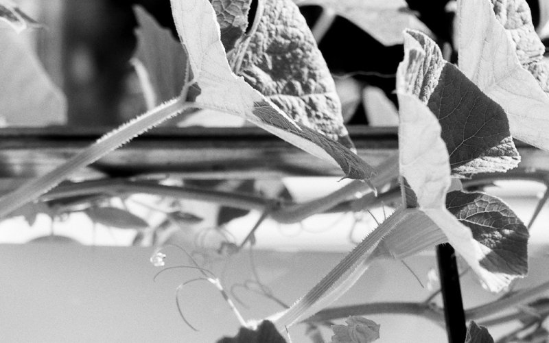 Very Contemporary, Kunsthaus NRW Kornelimünster, Berit Schneidereit, Entangled Lines ✕ Sigmar Polke